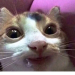 - Cat Fan Group -