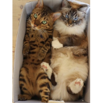 We are the box cats