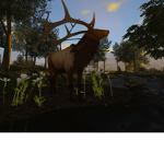 Elk Herd!