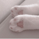 .Kitten Club.