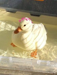 ୨୧ ducks ୨୧