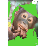 Frank the Funnie monkey