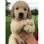 golden games dog