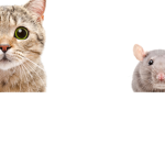 cats and rats hang out