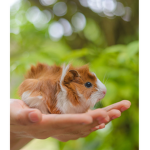 Guinea Pig Bridge Army