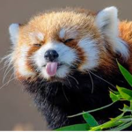 RED PaNDA LUfER