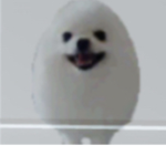 The egg dooooog group