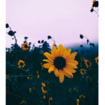 XsunnysquadX