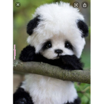 Cutest Animal studio