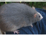 Fat rats United group