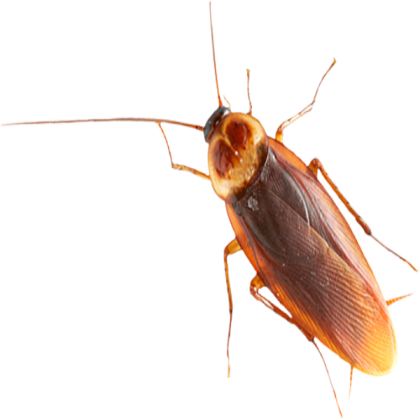 Roach Transparent Roblox decal
