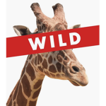 Giraffe_gang_