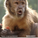 The Official Monkeys