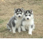 Pennsylvannia Huskies