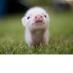 Piggy Club :DDDDDD