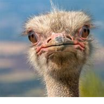 The Ostrich Cult