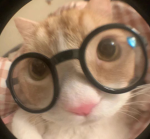 TigerTeddy