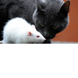 Cats and Rats