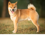 Doge fans clubs