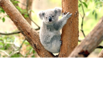 koala army clan
