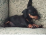 My dog group I call him a fast dogo