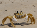crab army army