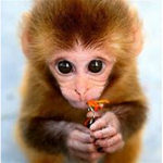 The Monky Club