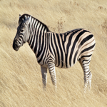 [PF] Zebra Calvary