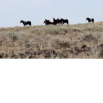 Wild herd of horses