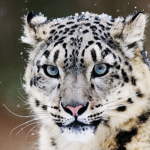 Snow leopards!!!!