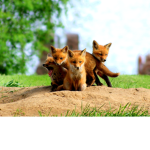 Fox Defenders