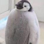 | Playful Penguins | Group Thumbnail
