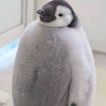 | Playful Penguins | Roblox group icon