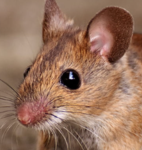THE MOUSEHOOD
