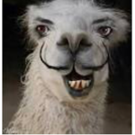 Little llamas!