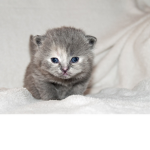 Fluffy-cat Studios