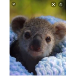 Save the Koala club!