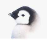 PenguinGamersXx
