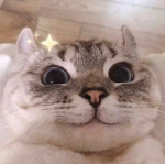 ⋆ʟᴜᴠʟʏ ꜰᴀᴛ ᴄᴀᴛᴢ⋆