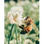 *honeybees*