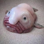 TheBlobfishFanClub