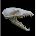 skullies curse