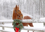 ~Pine-Wood Stables~