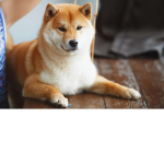 Doge .co