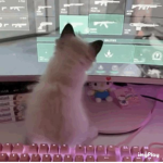 Alexs Da hood cash server