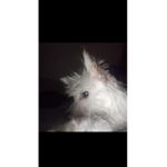 Pa dar robux a amix