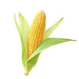 Corn(UPDATE)