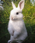 /cutebunny