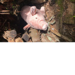 PiggyAndHisFriends