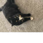 CaramelKittyPlayz Fans!